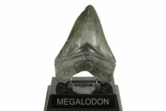 Serrated, Fossil Megalodon Tooth - South Carolina #254588
